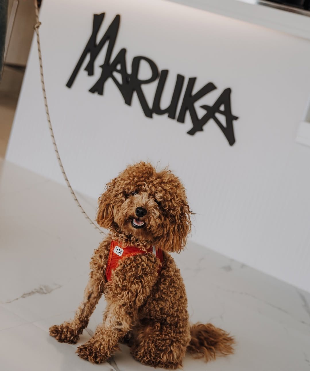 Perro sentado bajo el cartel Maruka en el suelo de mármol